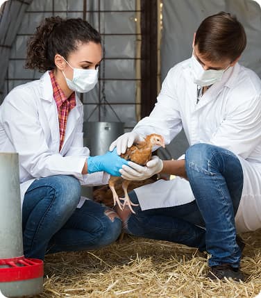 Tecnología en la avicultura: claves para una producción eficiente y sostenible 32