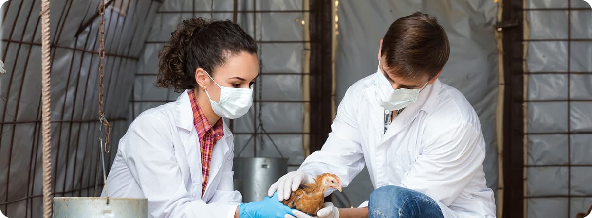 Tecnología en la avicultura: claves para una producción eficiente y sostenible 33