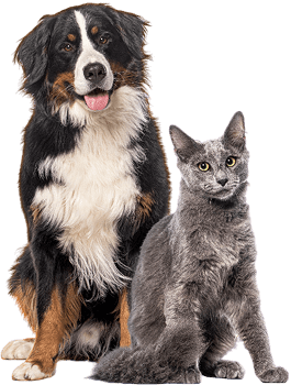 Animales de Compañía