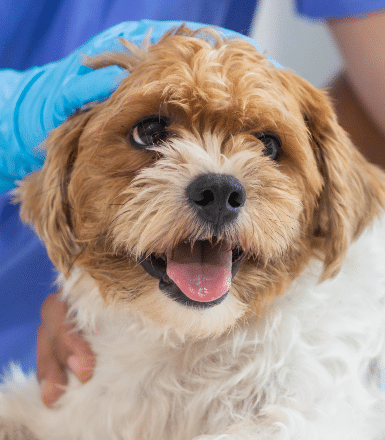10 enfermedades en perros más comunes