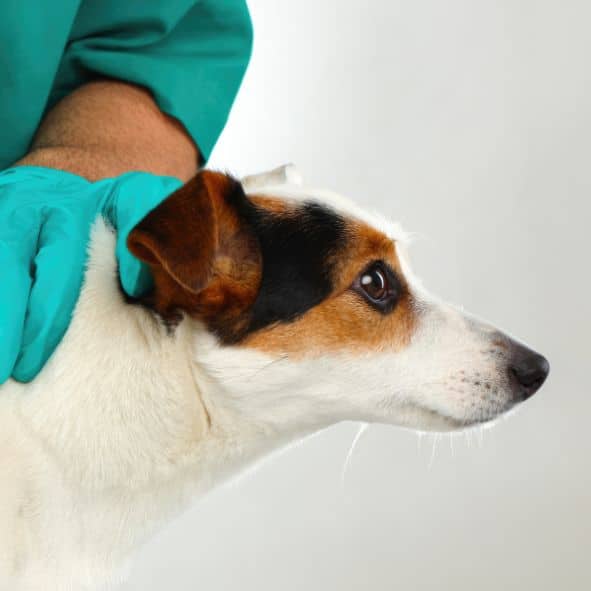 Todo sobre el antiparasitario para perros: usos, tipos y beneficios