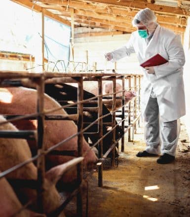 Enfermedad de Glässer en cerdos: una guía para su identificación y manejo