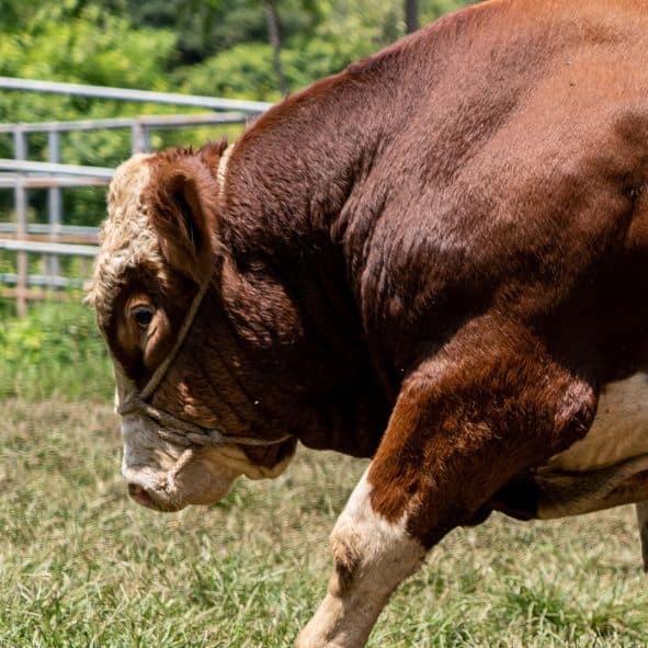 Producción de carne de vacuno: ganancia de peso y eficiencia productiva