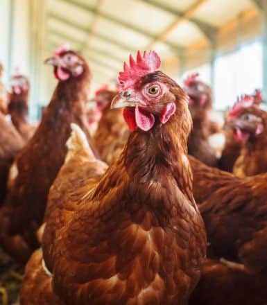 ¿Qué es el estrés calórico en aves y por qué es un problema?