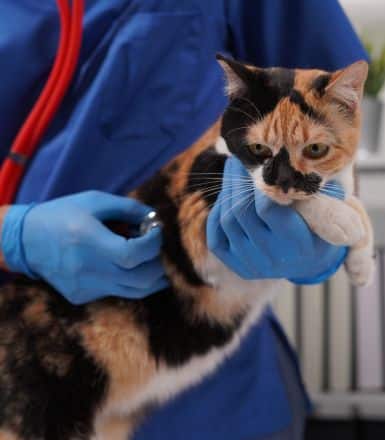 Enfermedades en gatos: ¿Cuáles son las más frecuentes?